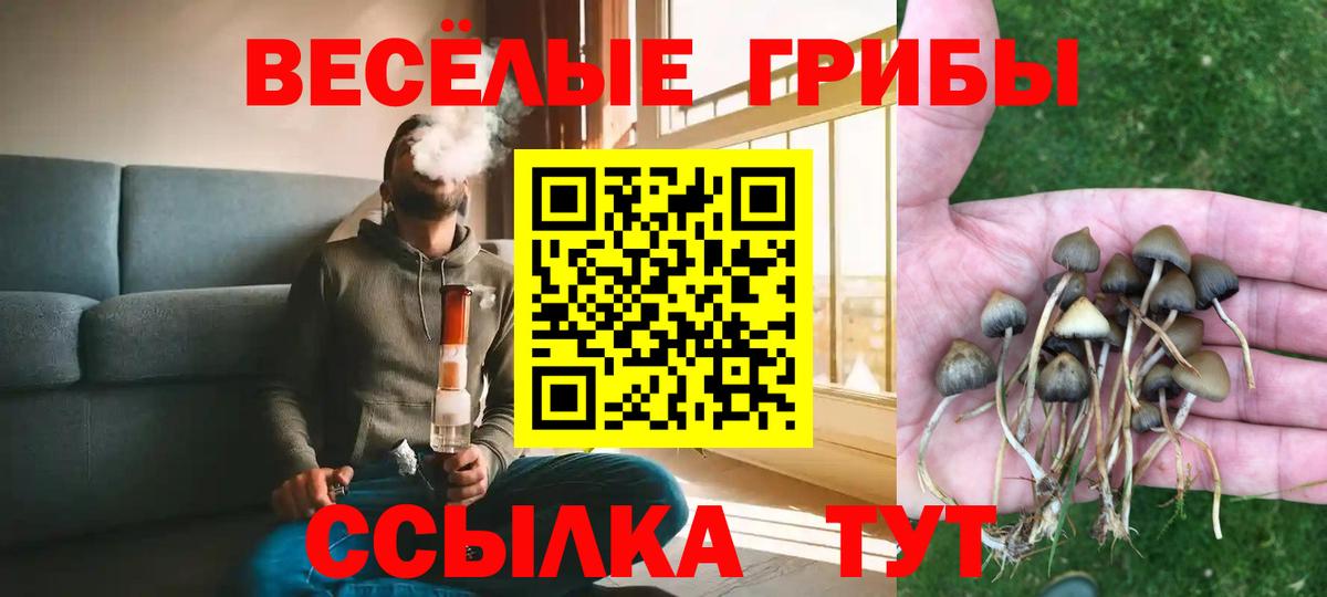 Псилоцибиновые грибы Psilocybe Владивосток